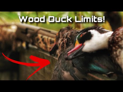 INSANE Wood Duck Limits in a TIGHT TIMBER hole! North Carolina Duck Opener!