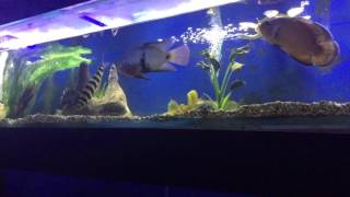 Blood in the fins of your fish