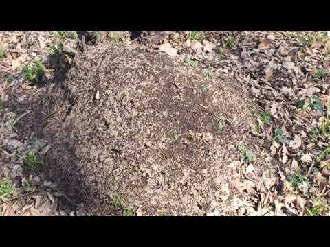 19.3.2020 mravenisko v lese sme našli