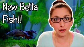 New Betta Fish And Tank Set Up, Meet Freddy The Betta Fish