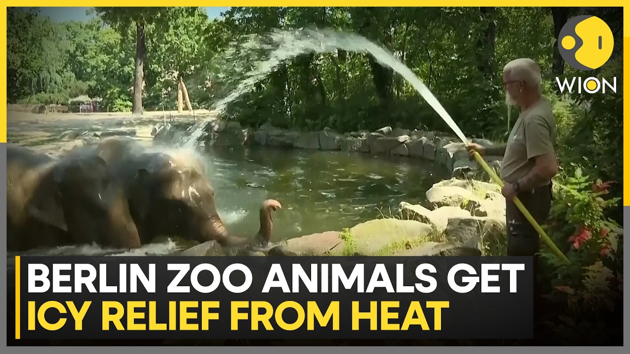 Berlin Heatwave: Elephants Enjoy Cool Showers As Temperatures Soar | WION News