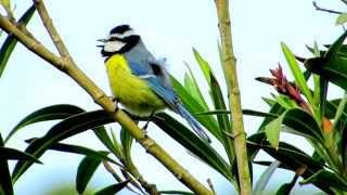 Download lagu Birds of Morocco: African Blue Tit قرقف أزرق إفريقي mp3 Download lagu Birds of Morocco: African Blue Tit قرقف أزرق إفريقي mp3