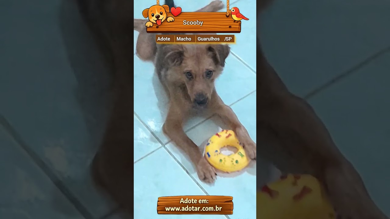 Cachorro raça Pastor Alemão idade 2 a 6 meses nome Scooby