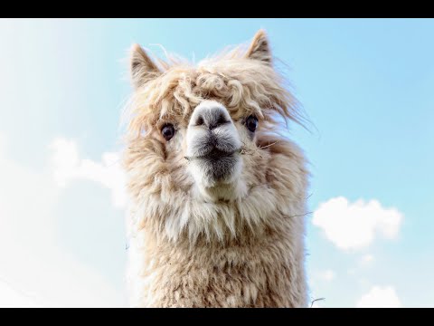 HILDERS (RHÖN): Tierische Therapie: In Lamahausen kann jeder sein, wie er ist!