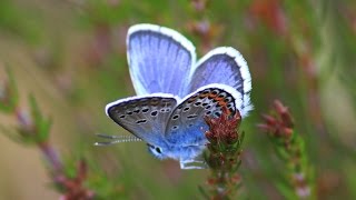 Rare Silver-studded Blue butterfly reintroduced at Black Down