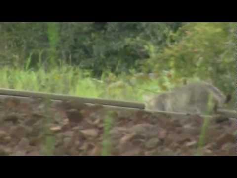 Kotek spacerujący po szynie linia D29  - 202 brak relacji !!! HD