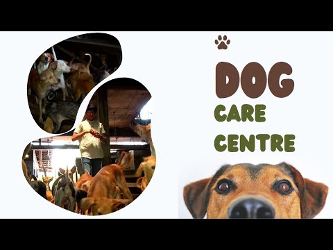 Dog Care Centre | මගමග දමා යන අනතුරට ලක්වෙන බල්ලන්, පූසන් බලා ගන්නා "ඇය" මනුදම් පිරුණු තැනැත්තියක්
