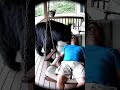 Beary Close Encounter