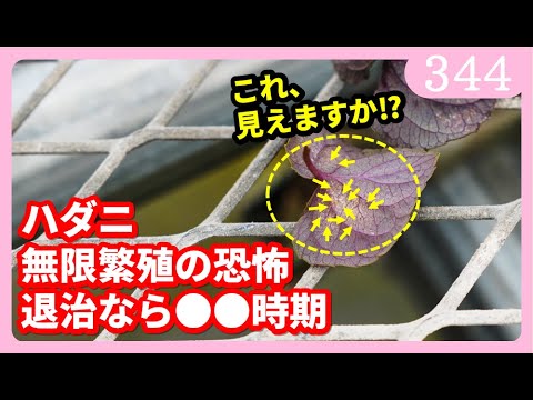 園芸 庭のダニとの戦い