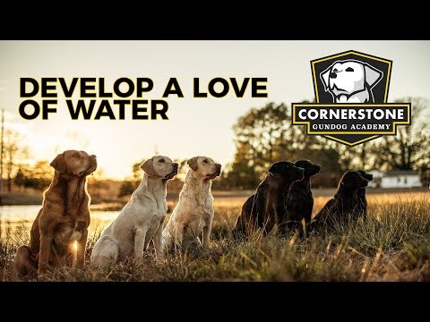Developing a Love of Water - Labrador Retriever Training