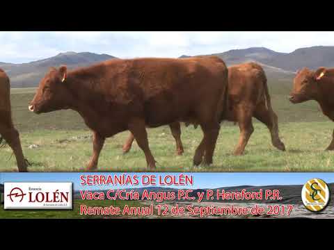 06-09-17 Vacas C/Cría Angus P.C. y Hereford P.R. - Dia de Campo Cabaña Lolén - C. Suarez