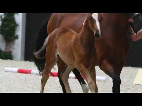 Feu D'Or-Quando-Quando filly * 2014 for sale