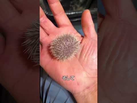 ハリネズミのトゲ