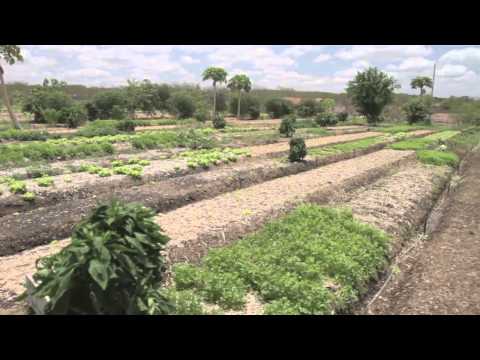 download lagu mp3 mp4 Semiarido, download lagu Semiarido gratis, unduh video klip Semiarido