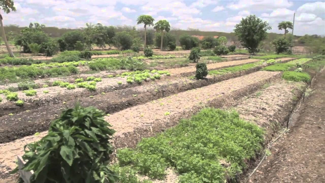 Sistemas integrais de convivência com o Semiárido