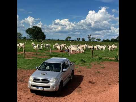 Fazenda Ribeirãozinho - Ribas do Rio Pardo MS.  Fazenda com área de 3005ha