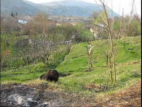 T.O.I. - Tajna Organizacija Ivanovića