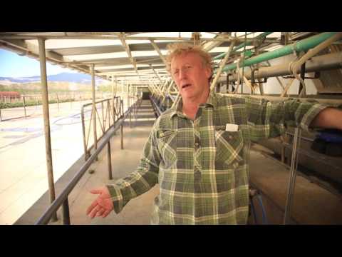 download lagu mp3 mp4 Molasses And Apple Cider Vinegar For Chickens, download lagu Molasses And Apple Cider Vinegar For Chickens gratis, unduh video klip Molasses And Apple Cider Vinegar For Chickens