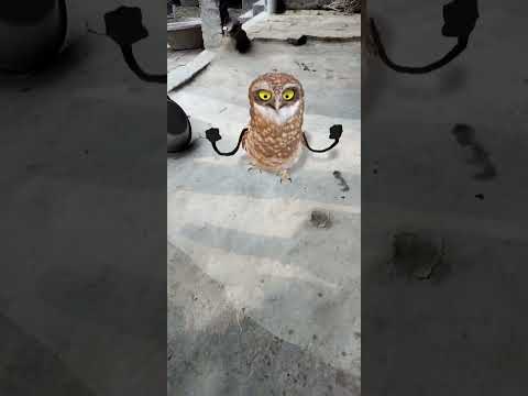 owl 🦉 funny 🤣 dance # viral 😅 video 😂 trending # short 🙏