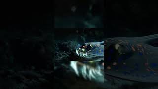 Download lagu Common Stingray 5,000,000 Years Later #animalshorts mp3