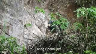 preview picture of video 'Barred Hawk Chick Nest Behaviors'