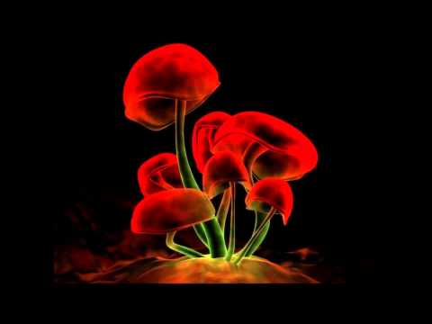 Red Mushroom - Studio session