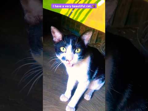 I have a very beautiful cat. #Vairal #funny #catvideos #cat