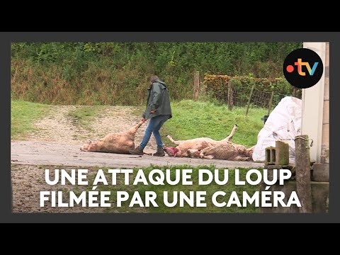 Une nouvelle attaque du loup en Meuse : la caméra filme la scène
