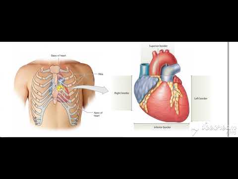 Heart surface anatomy 2