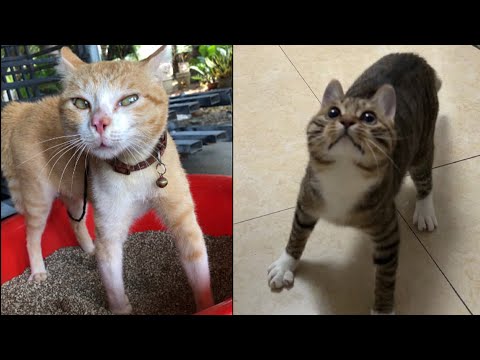 Try Not To Laugh ???? New Funny Cats Video ???? - MeowFunny Par 31