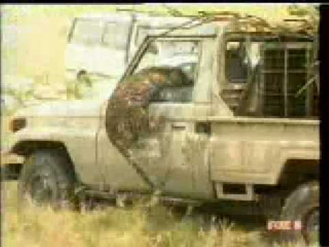 Leopardo ataca a un hombre