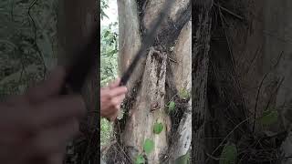 Download lagu nemu benda di pohon aren #shortvideo mp3