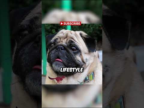 This Is How Long Your Pug Will Live Based on Science