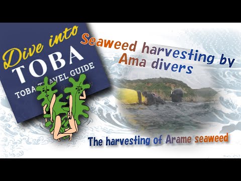 Arame seaweed harvesting