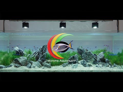 Beautiful Iwagumi Aquascape created by George Farmer For Evolution Aqua 4K