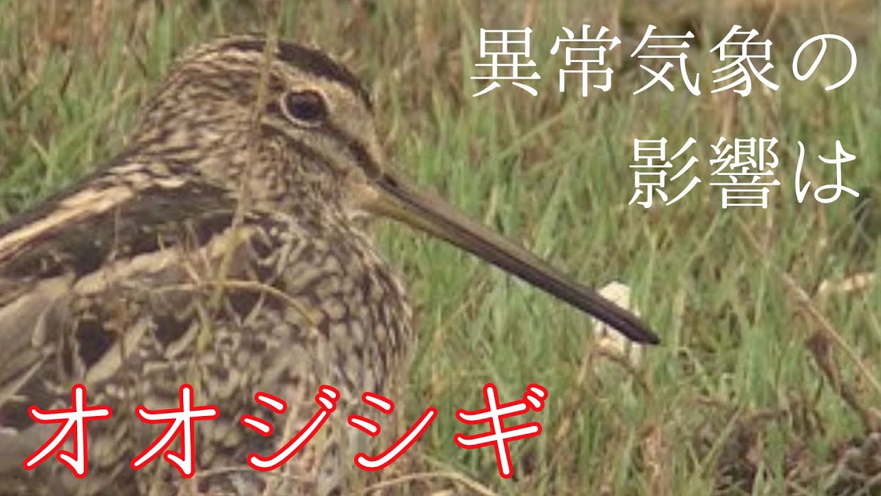 オーストラリアの干ばつ北海道のオオジシギに影響か