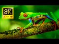 Ultra Special Animals Collection In 8K ULTRA HD 8K TV
