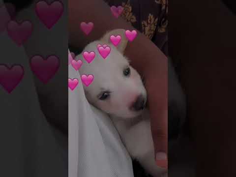 #Missing you..My little BABY BOY..🐕💗