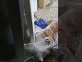 Cream Tabby Cat Managed To Snatch The Blue Cloth From Behind The Door Whitevankedisi