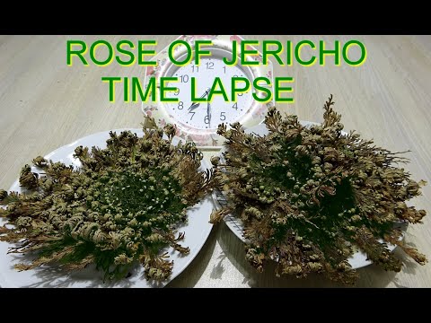 Rose of Jericho resurrection plant time Lapse