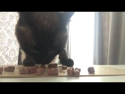 Asmr cat 🐱 /Асмр кот