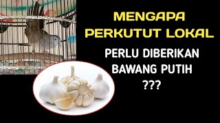 Download lagu ini dia pentingnya bawang putih untuk perkutut lokal agar cepat manggung mp3