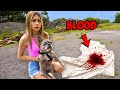 My Dog Found Blood..