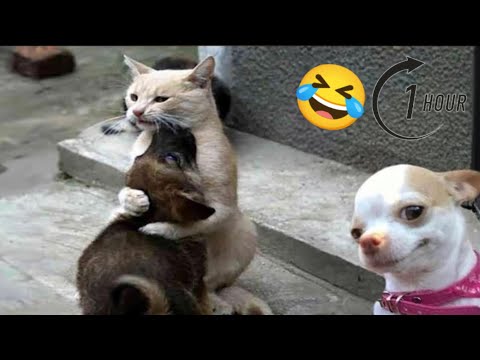 Funny Dogs And Cats Videos 2024 😅- Best Funnies Animal Videos (1 Hour) #9