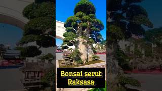 Download lagu Bonsai Serut Raksasa (Streblus asper) #shorts #bonsai #viral mp3