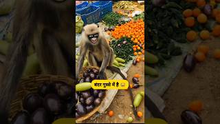Download lagu बंदर गुस्से में है #funny #thetharpuns #shilpisaroja #comedy mp3