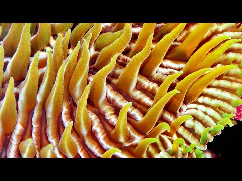 An introduction to cnidarians.