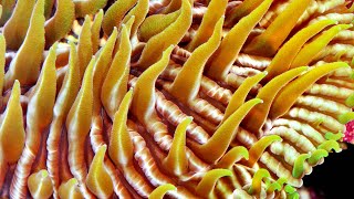 An introduction to cnidarians.