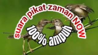 Download lagu Suara pikat burung kecil jaman now mp3