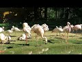 Chilean Flamingos Breed Saline Lakes S America Lesser Flamingos Soda Lake East African Rift Valley